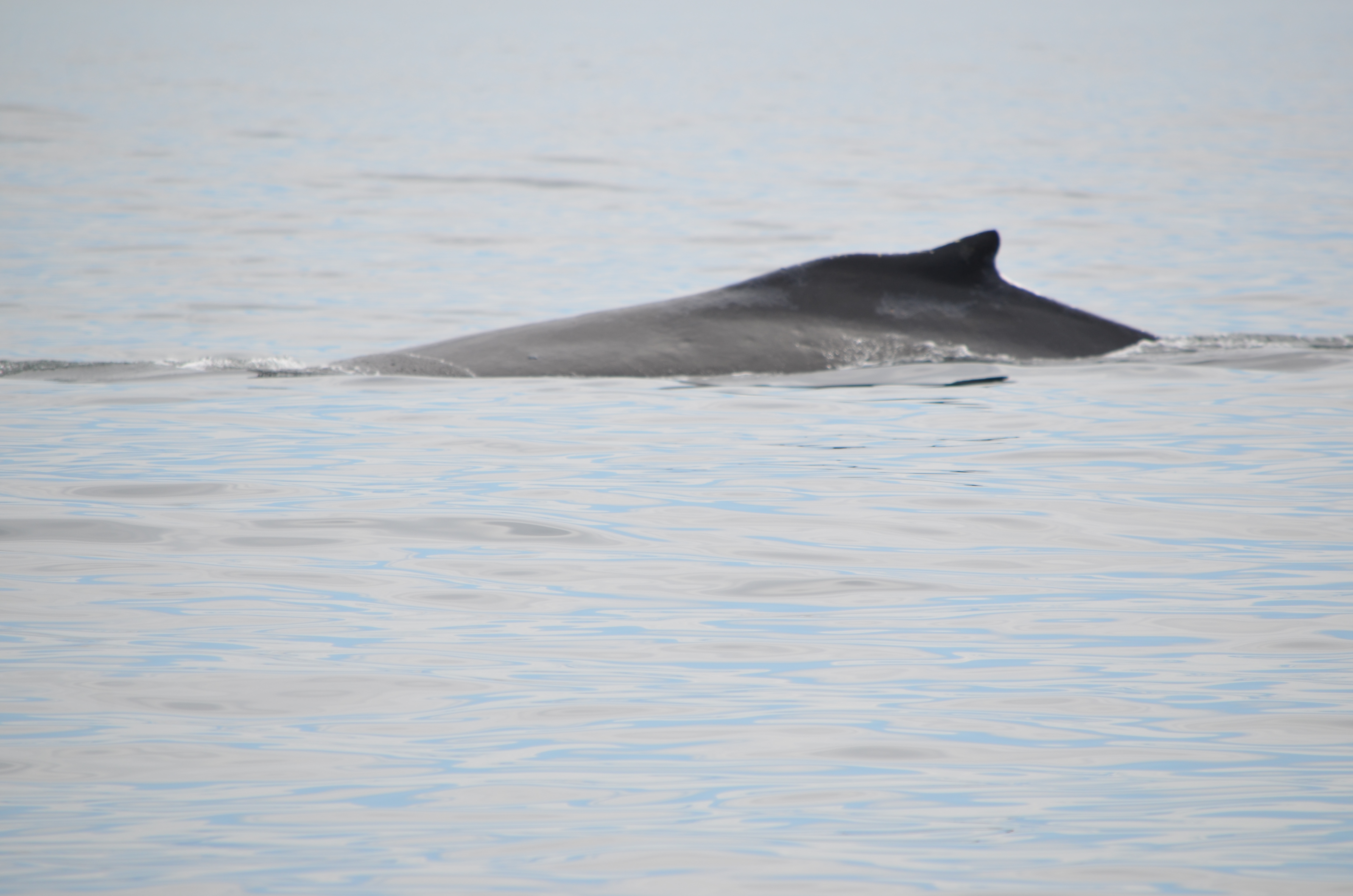 photos/wildlife/Mammal_Species/Humpback Whale/DSC_0129.JPG